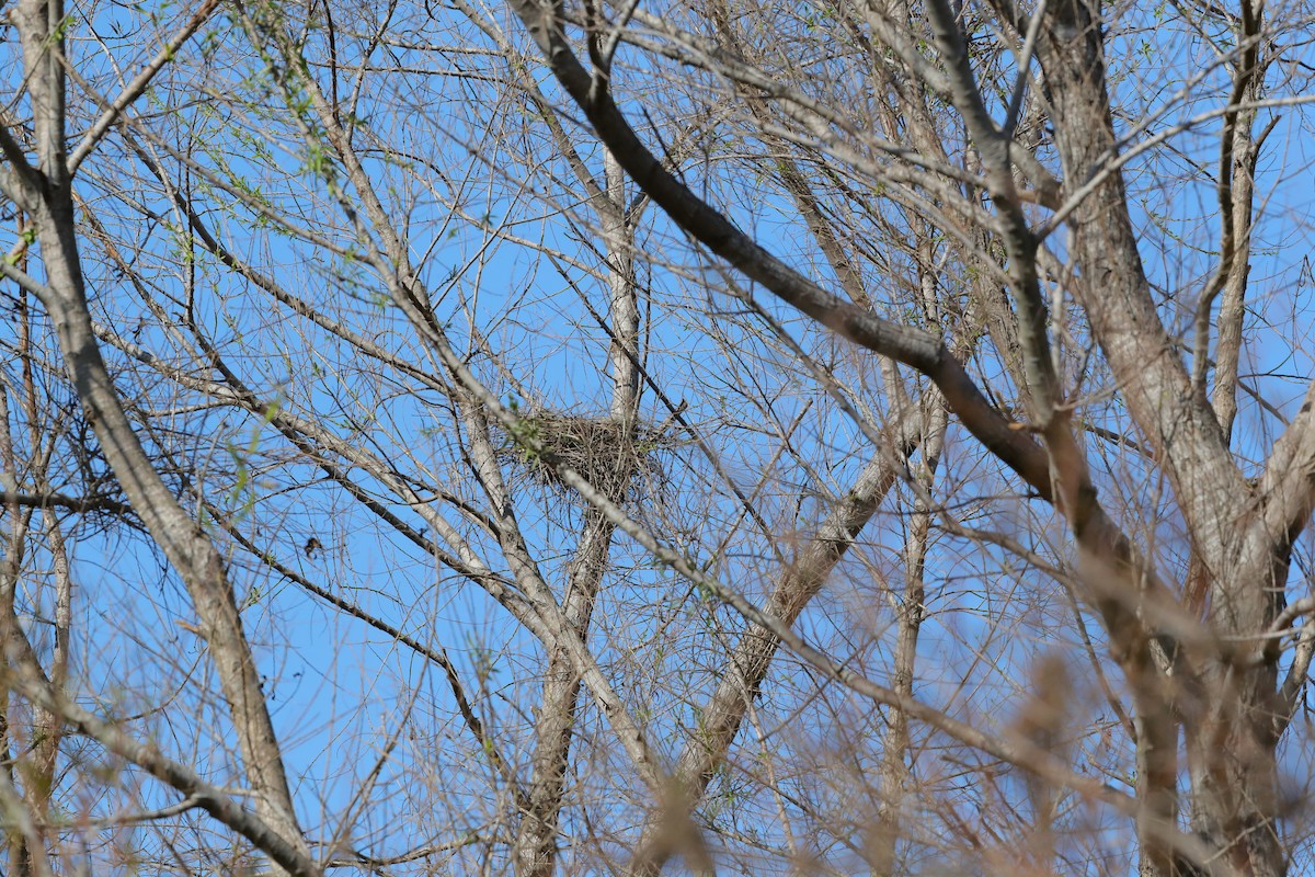 Red-shouldered Hawk (elegans) - ML650993972