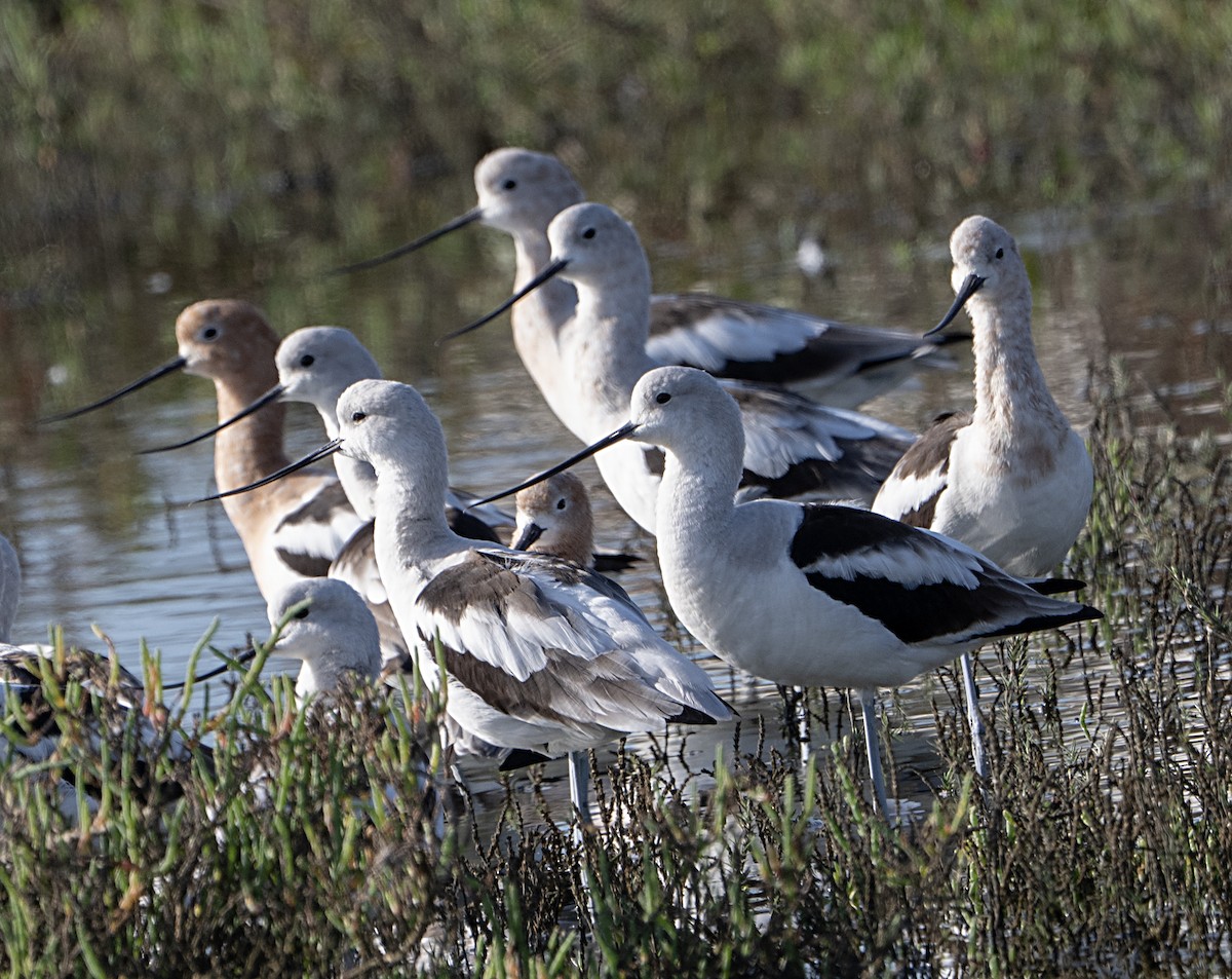 American Avocet - ML650994000