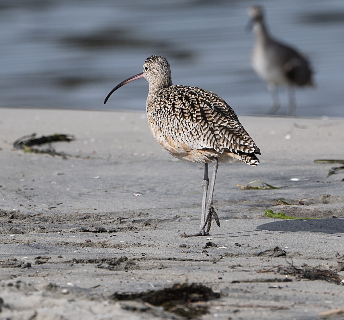 Long-billed Curlew - ML650994042
