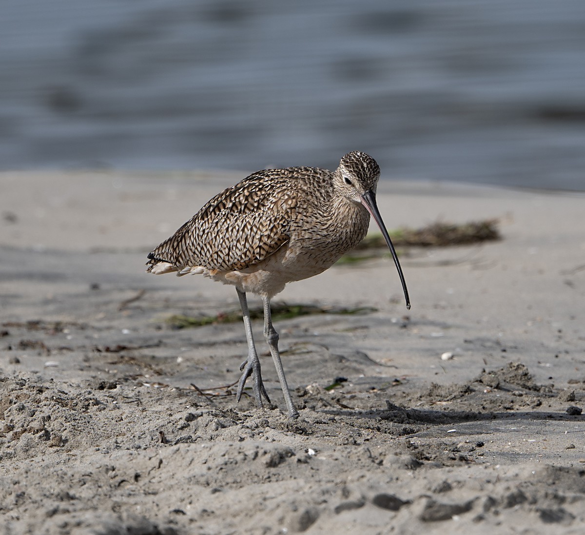 Long-billed Curlew - ML650994055