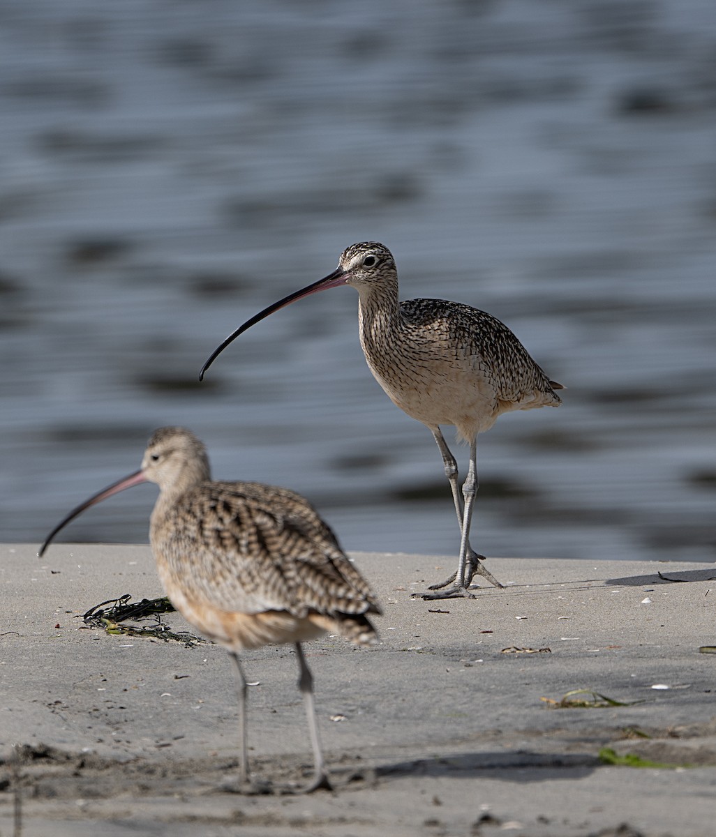 Long-billed Curlew - ML650994066