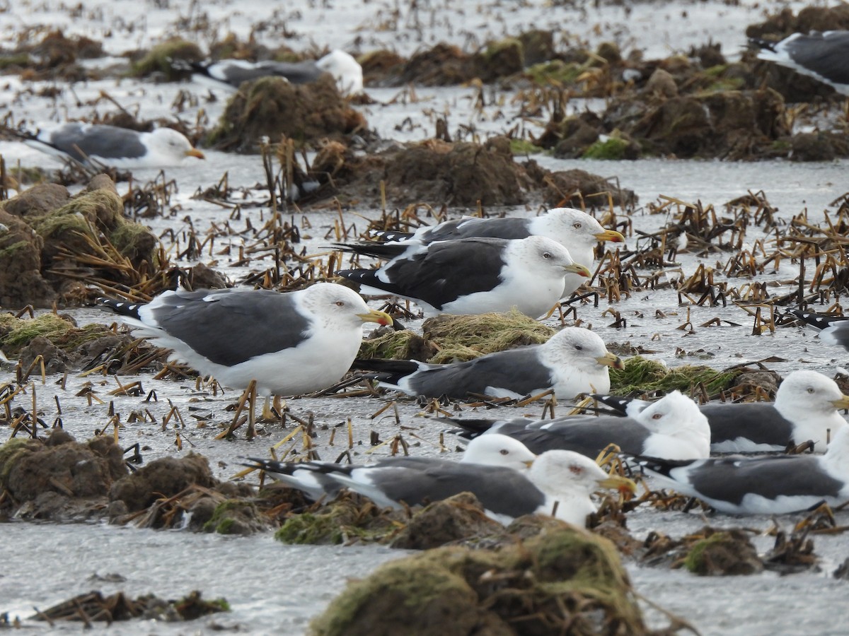 Heringsmöwe (intermedius) - ML650994074