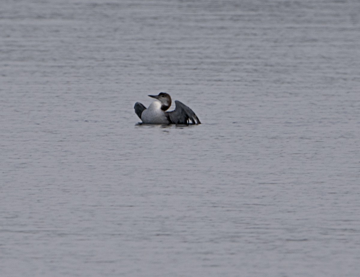 Common Loon - ML650994131