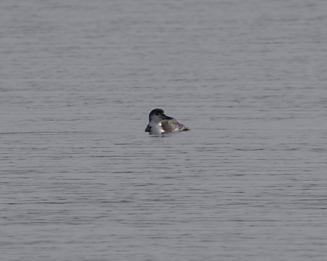 Common Loon - ML650994133