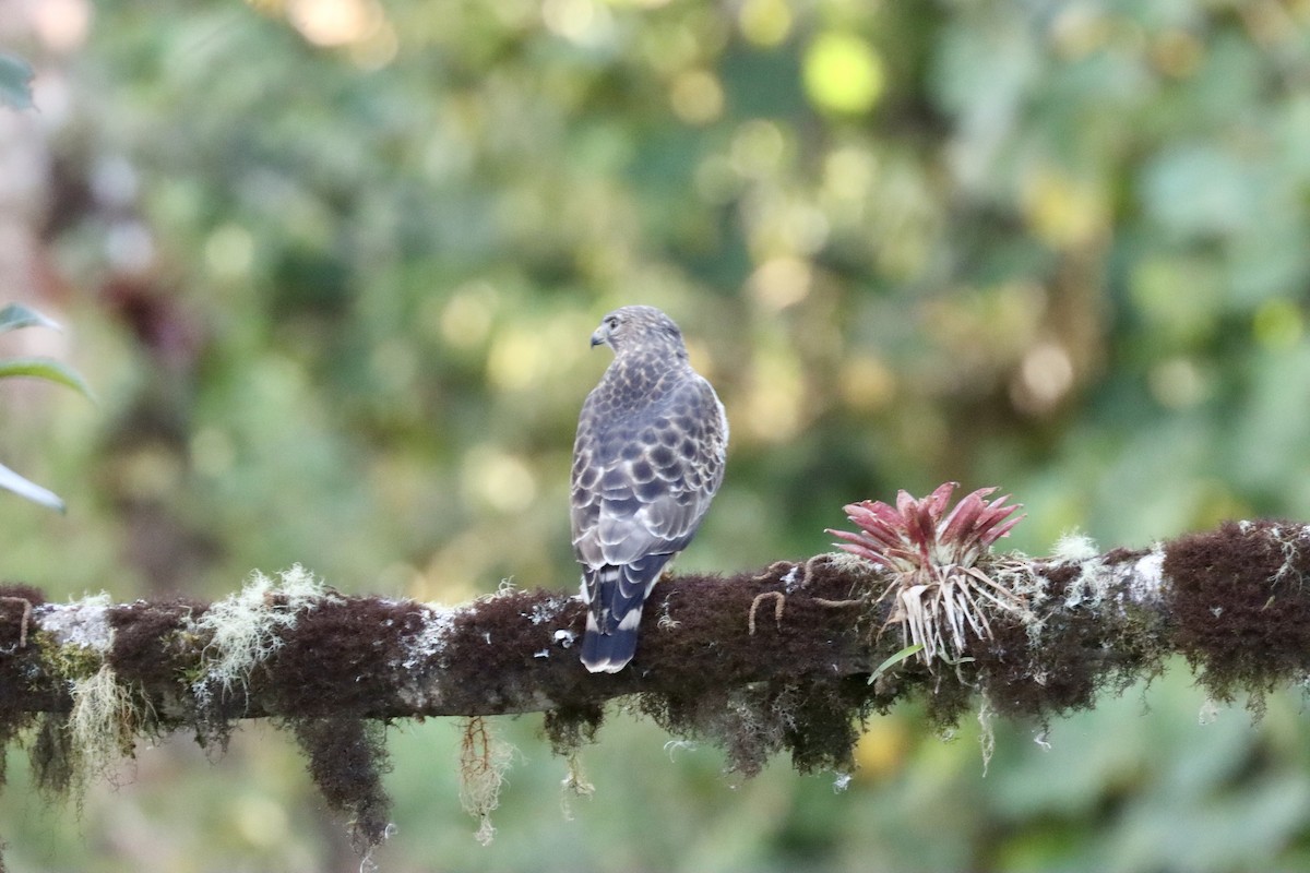 Broad-winged Hawk - ML650994207