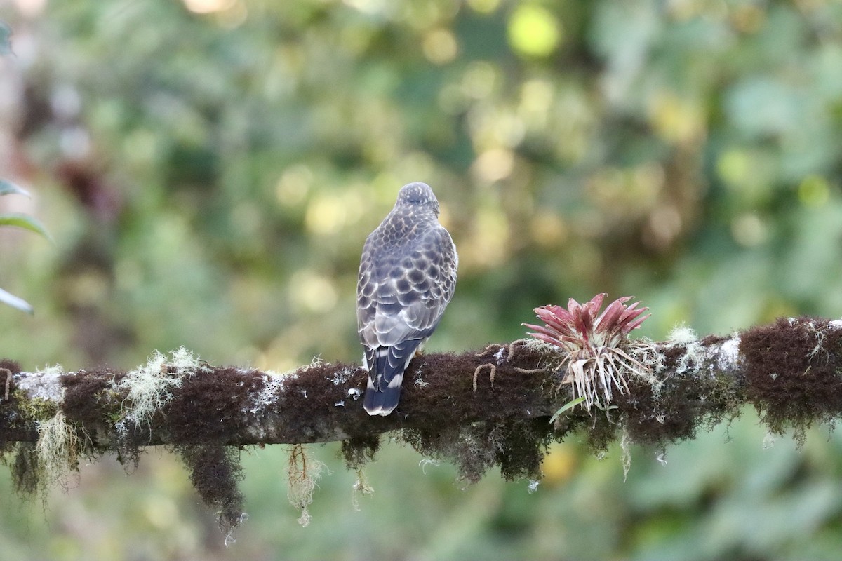 Broad-winged Hawk - ML650994229