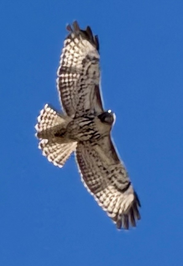 Buteo, unbestimmt - ML650994333