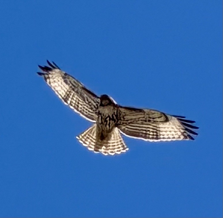 Buteo, unbestimmt - ML650994334