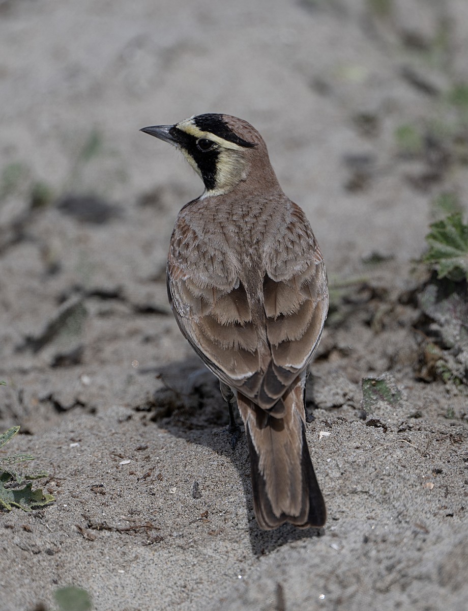 Horned Lark - ML650994494