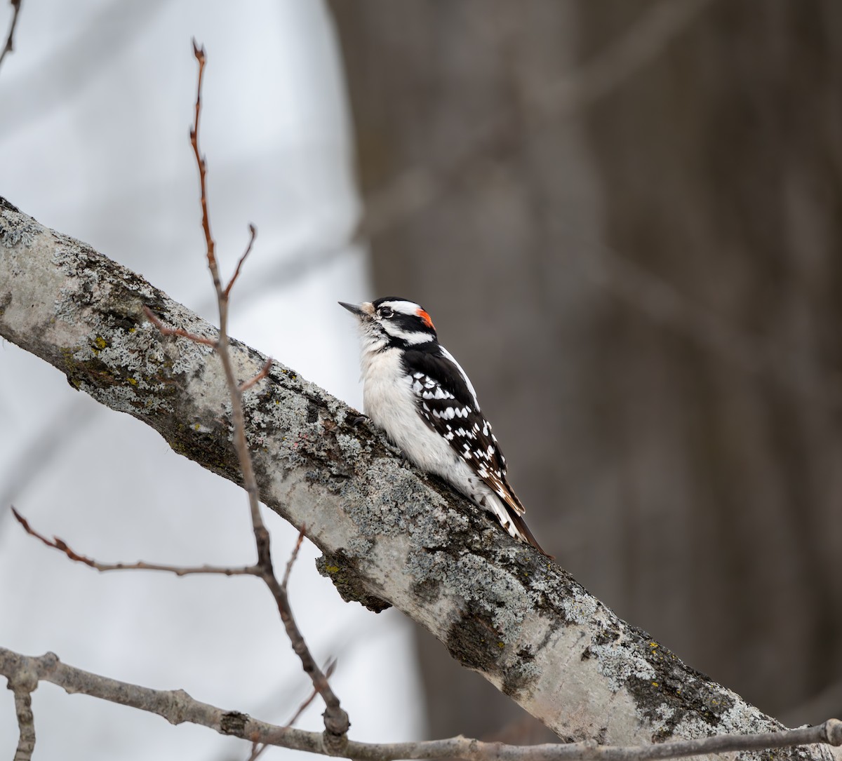 Downy Woodpecker - ML650994741