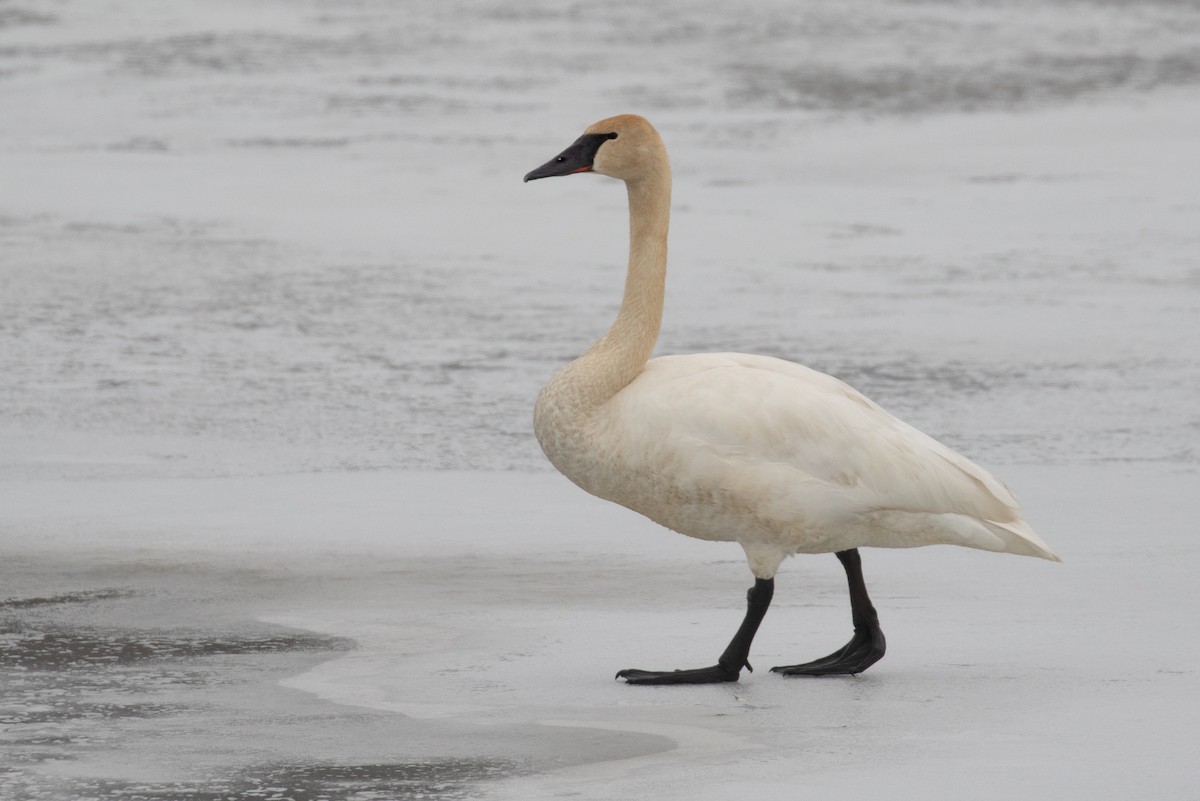 Trumpeter Swan - ML650994776