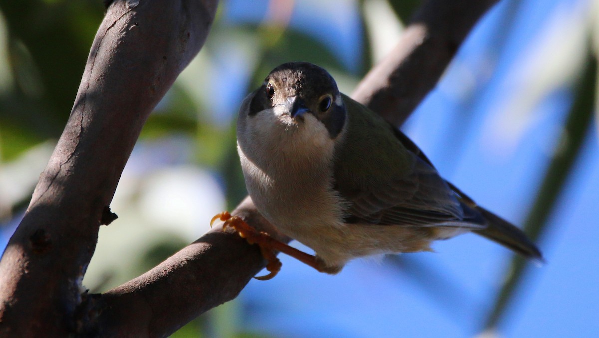Brown-headed Honeyeater - ML65099481