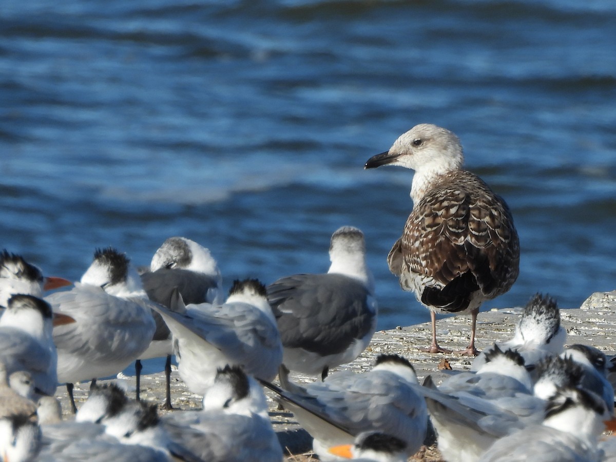 Heringsmöwe - ML650994935