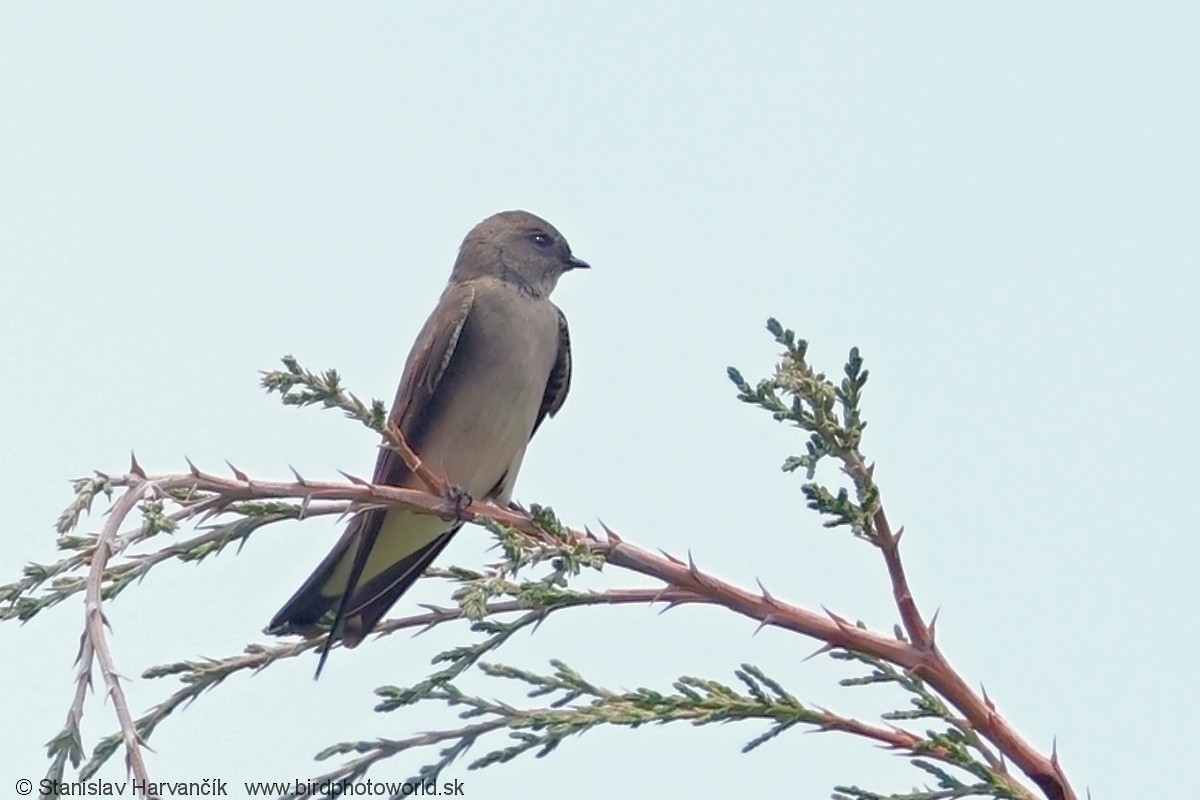 Avión Paludícola Etíope (forma no descrita) - ML650994940