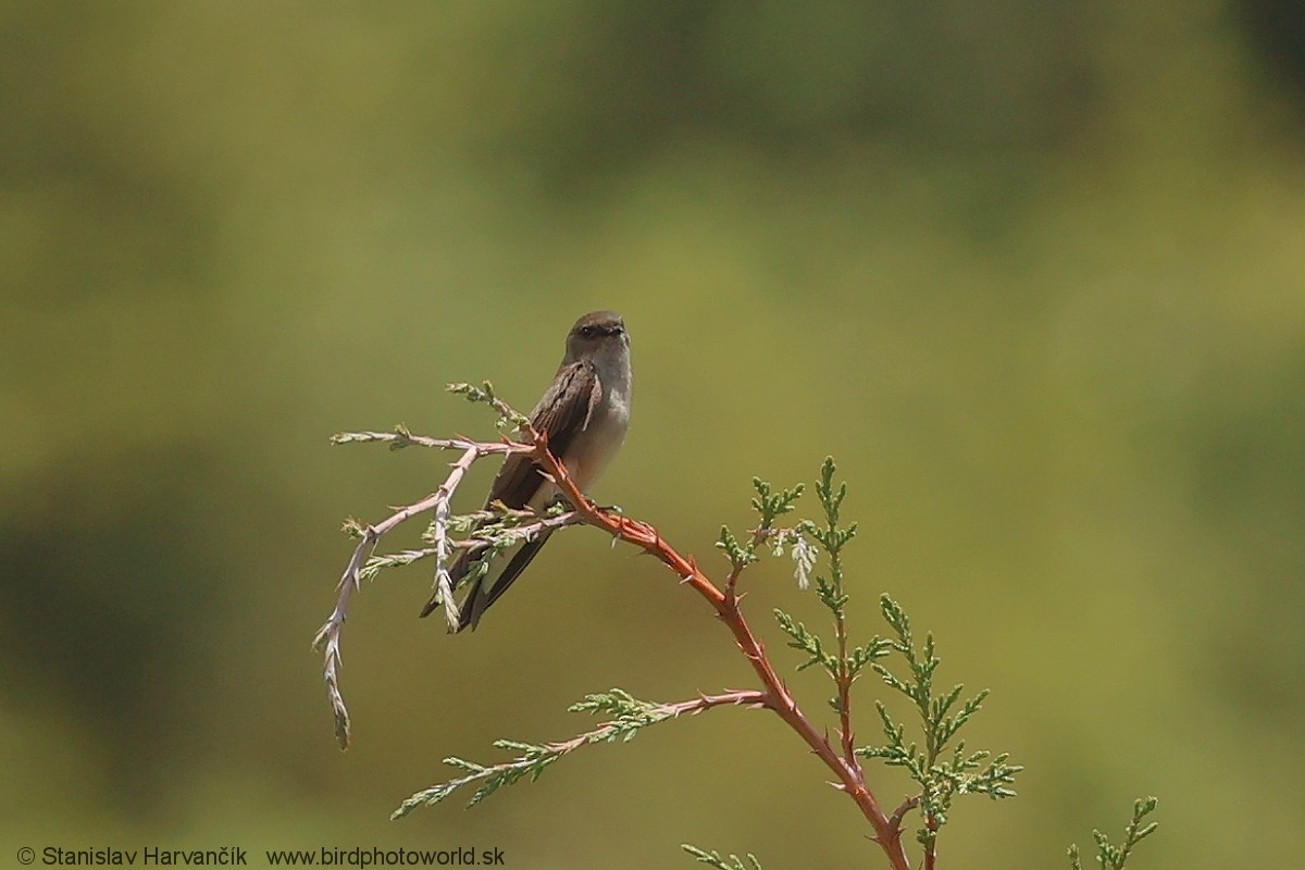 Avión Paludícola Etíope (forma no descrita) - ML650994942