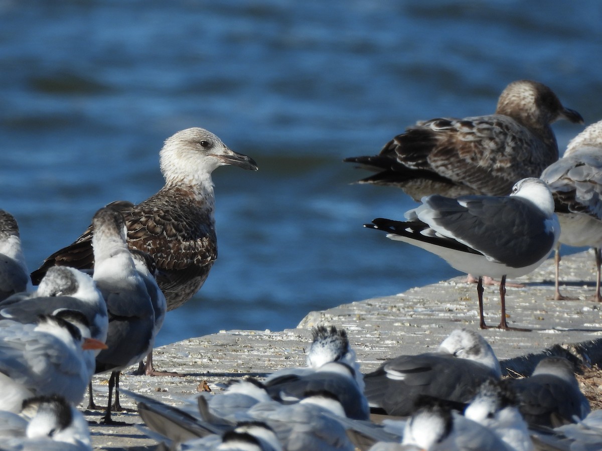 Heringsmöwe - ML650994973