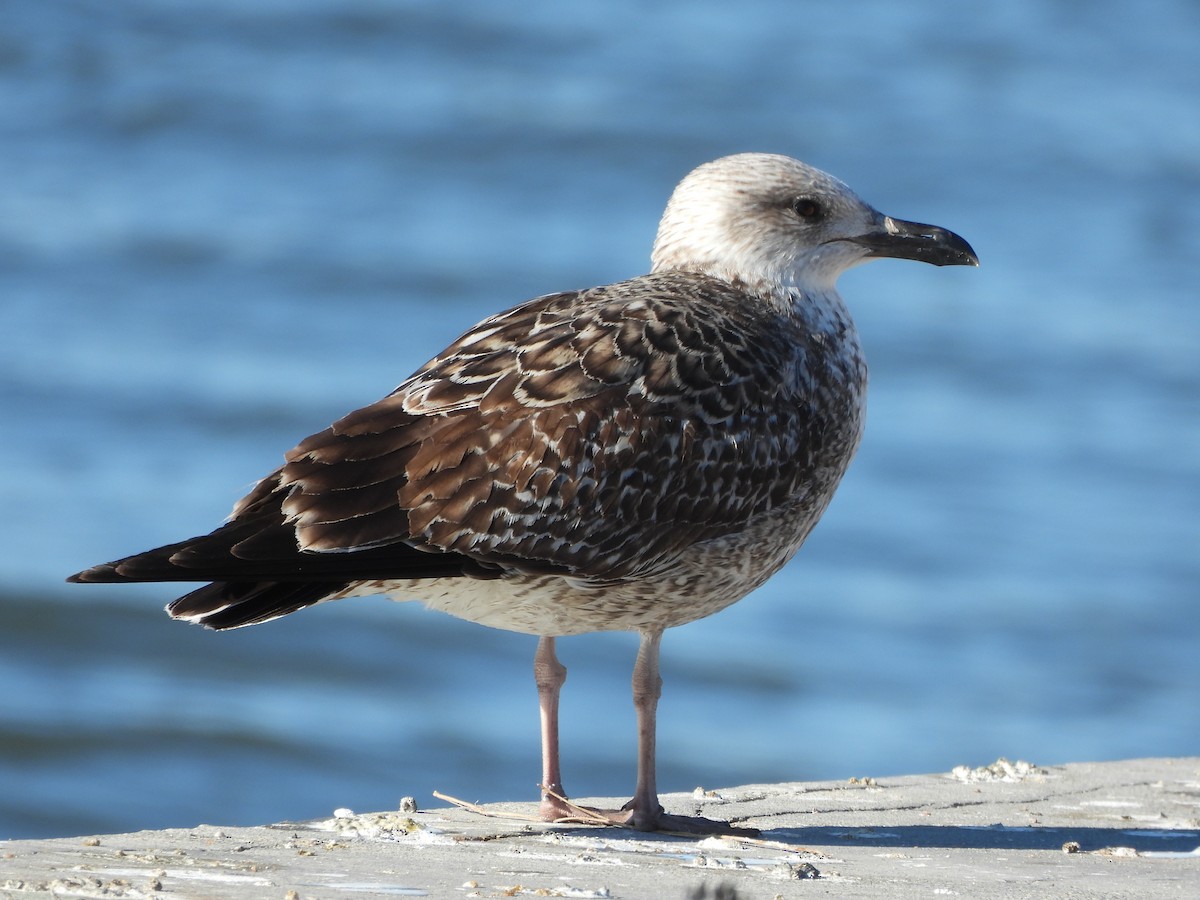 Heringsmöwe - ML650995034