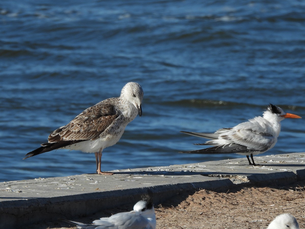 Heringsmöwe - ML650995091