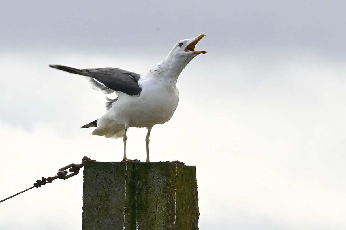 Heringsmöwe - ML650995092