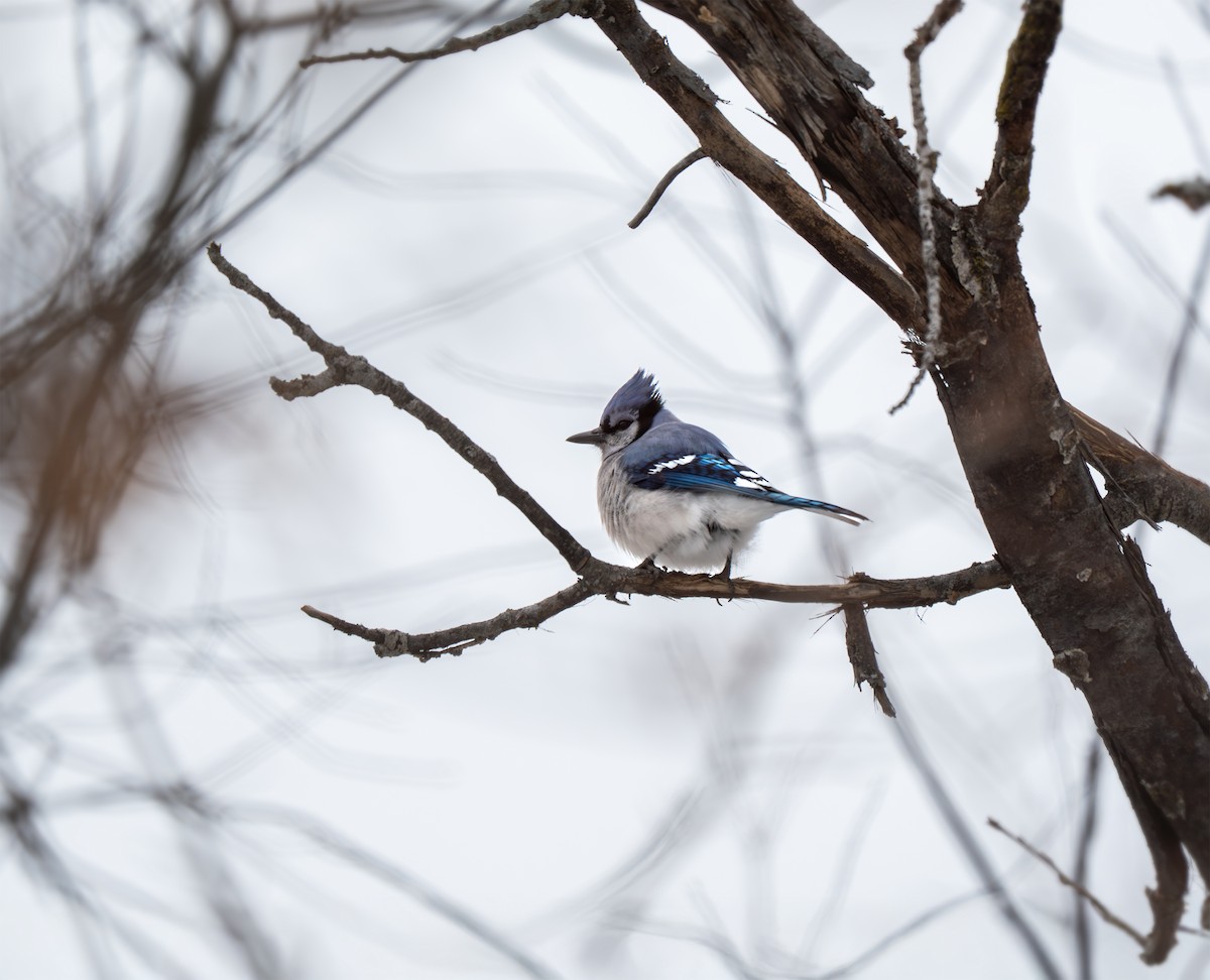 Blue Jay - ML650995302