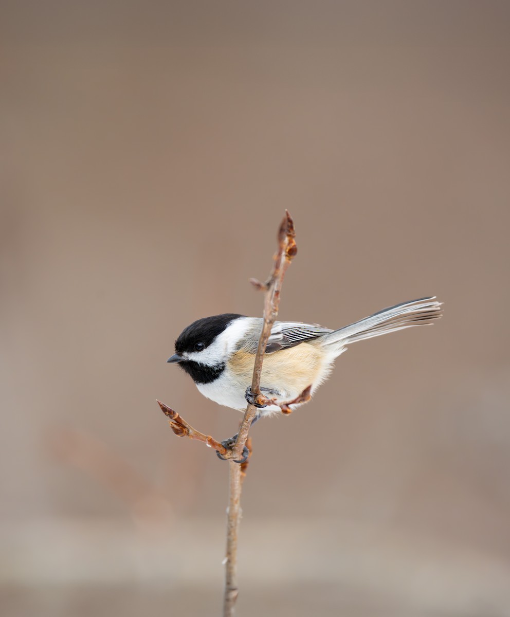Black-capped Chickadee - ML650995313