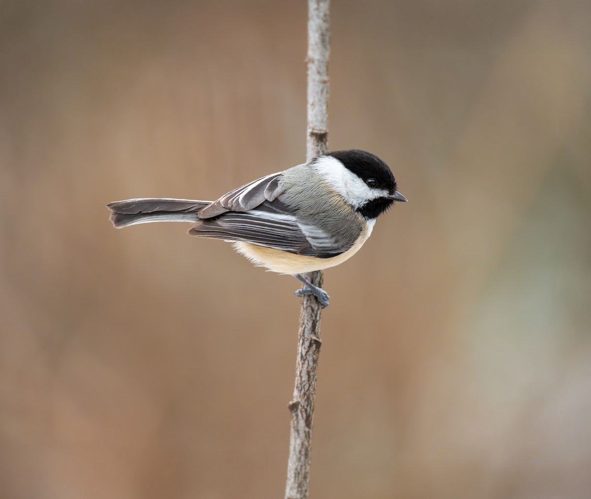 Black-capped Chickadee - ML650995314