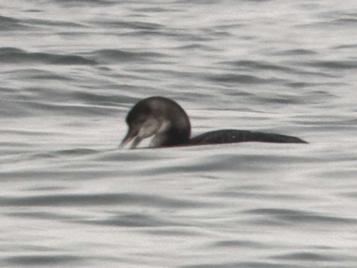 Yellow-billed Loon - ML650995379