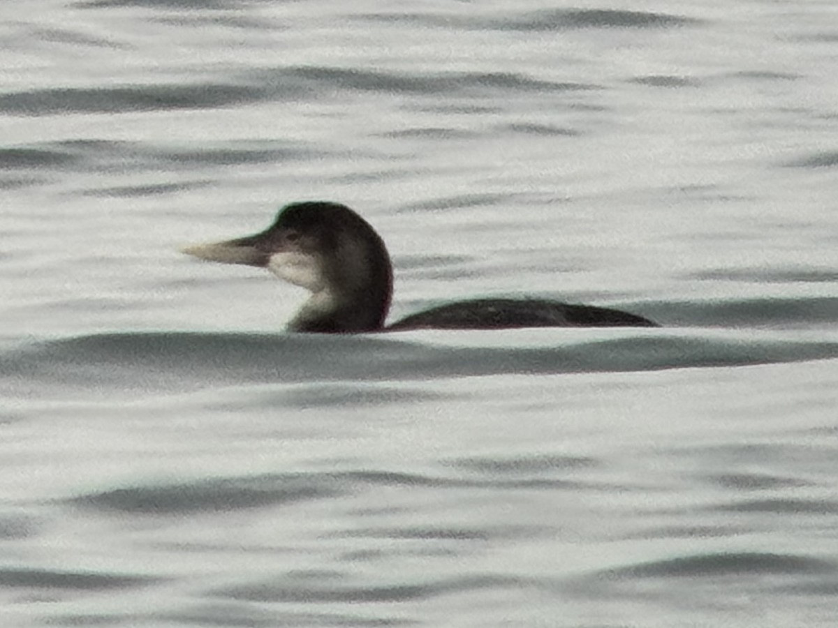 Yellow-billed Loon - ML650995380