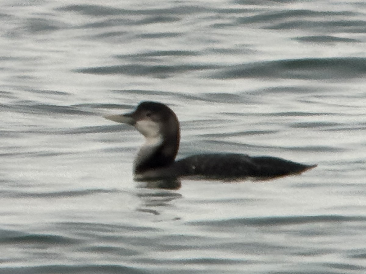 Yellow-billed Loon - ML650995381
