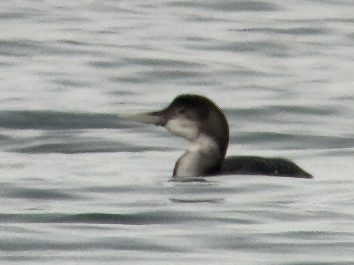 Yellow-billed Loon - ML650995382
