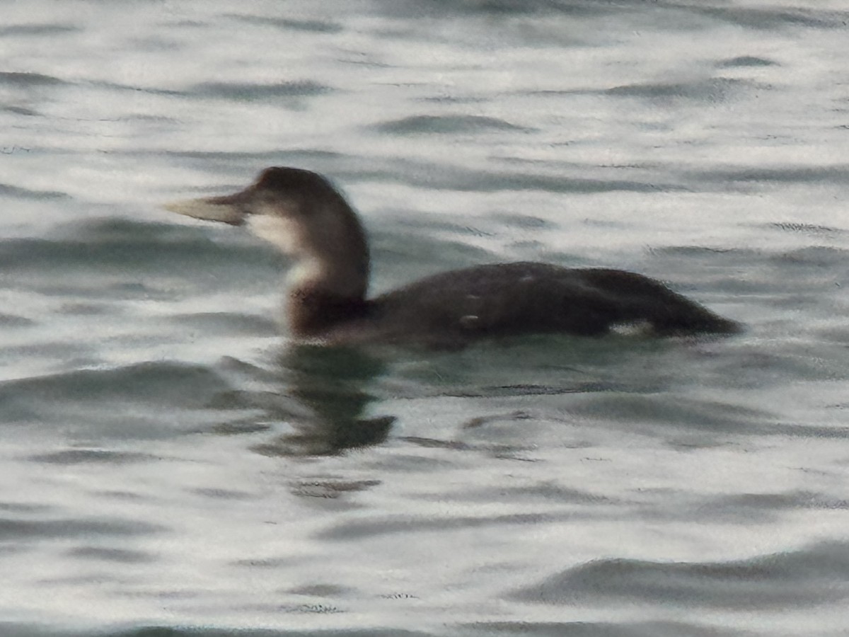Yellow-billed Loon - ML650995383
