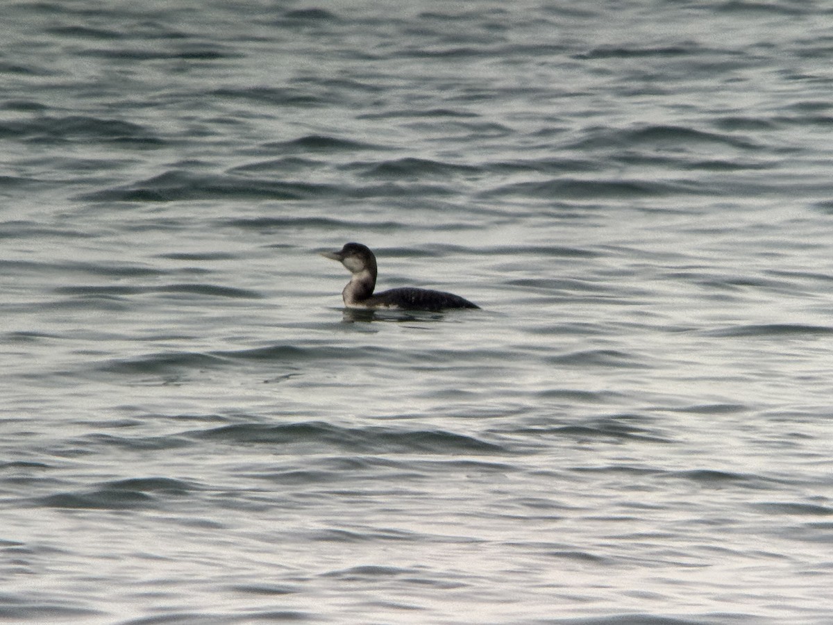 Yellow-billed Loon - ML650995384