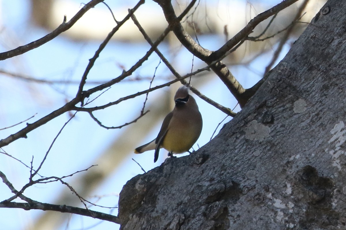 ציצנית אמריקנית - ML650995393
