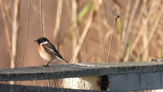 Черноголовый чекан - ML650995802