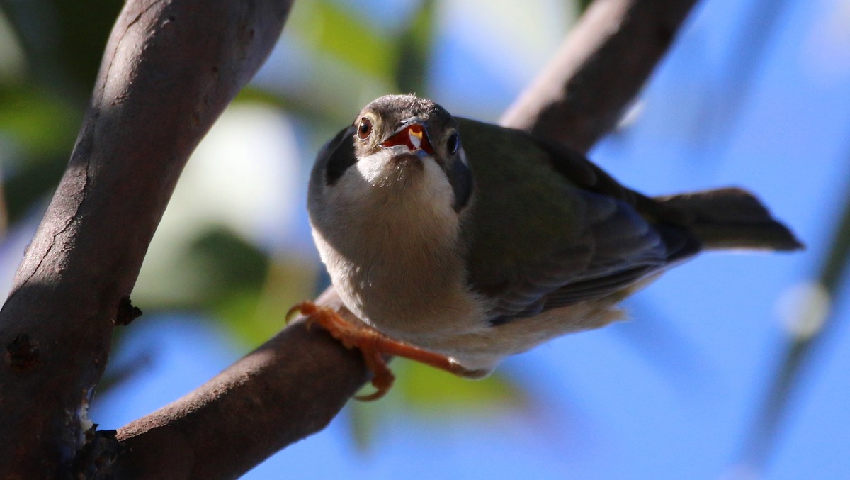 Brown-headed Honeyeater - ML65099581