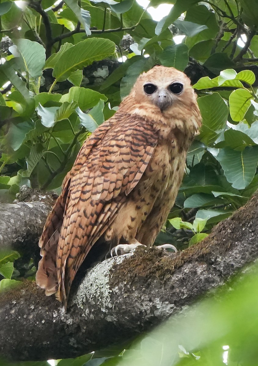 Сова-рибоїд смугаста - ML650995818