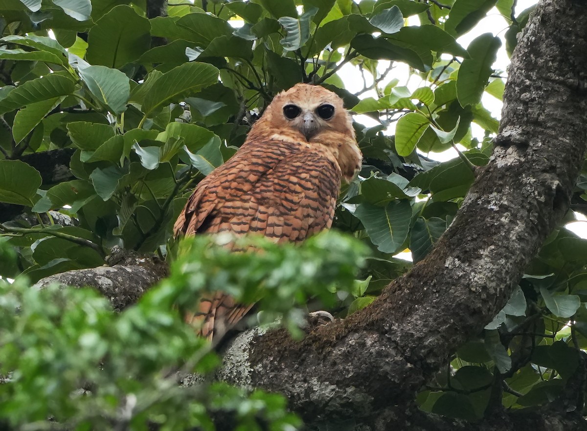 Сова-рибоїд смугаста - ML650995831