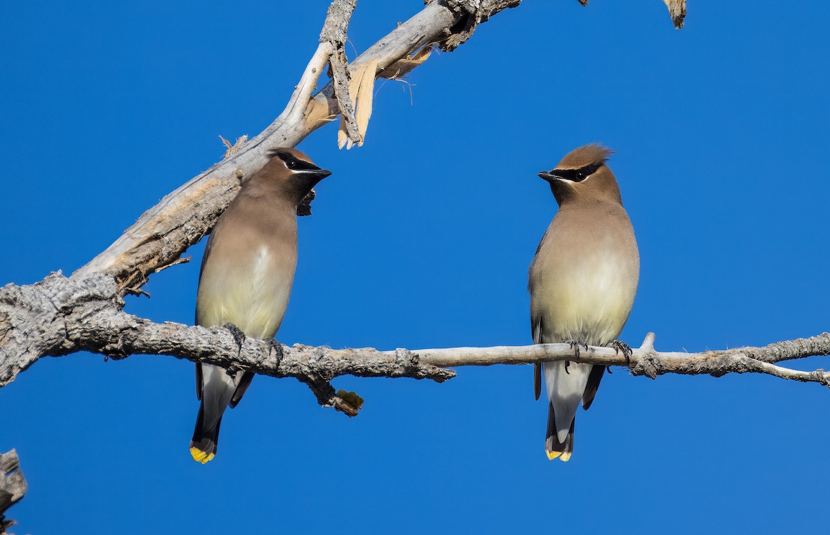 ציצנית אמריקנית - ML650995835
