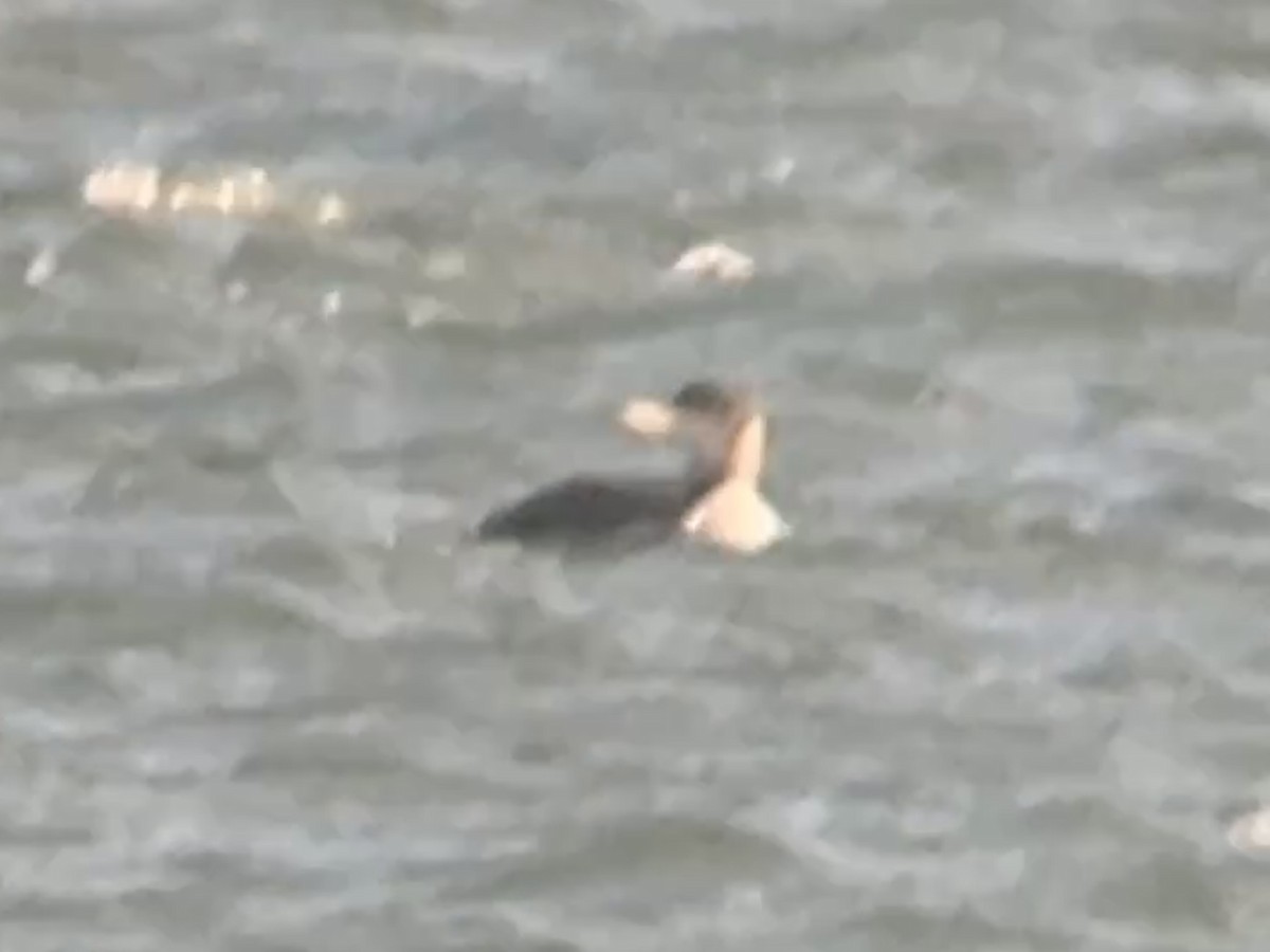 Yellow-billed Loon - ML650995836