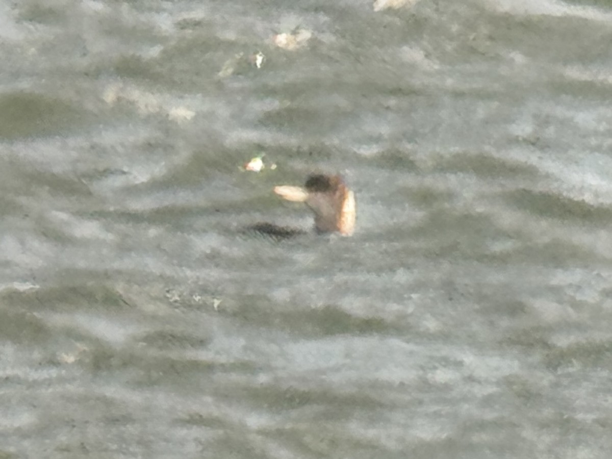 Yellow-billed Loon - ML650995837