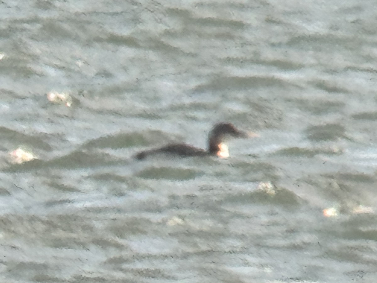 Yellow-billed Loon - ML650995838