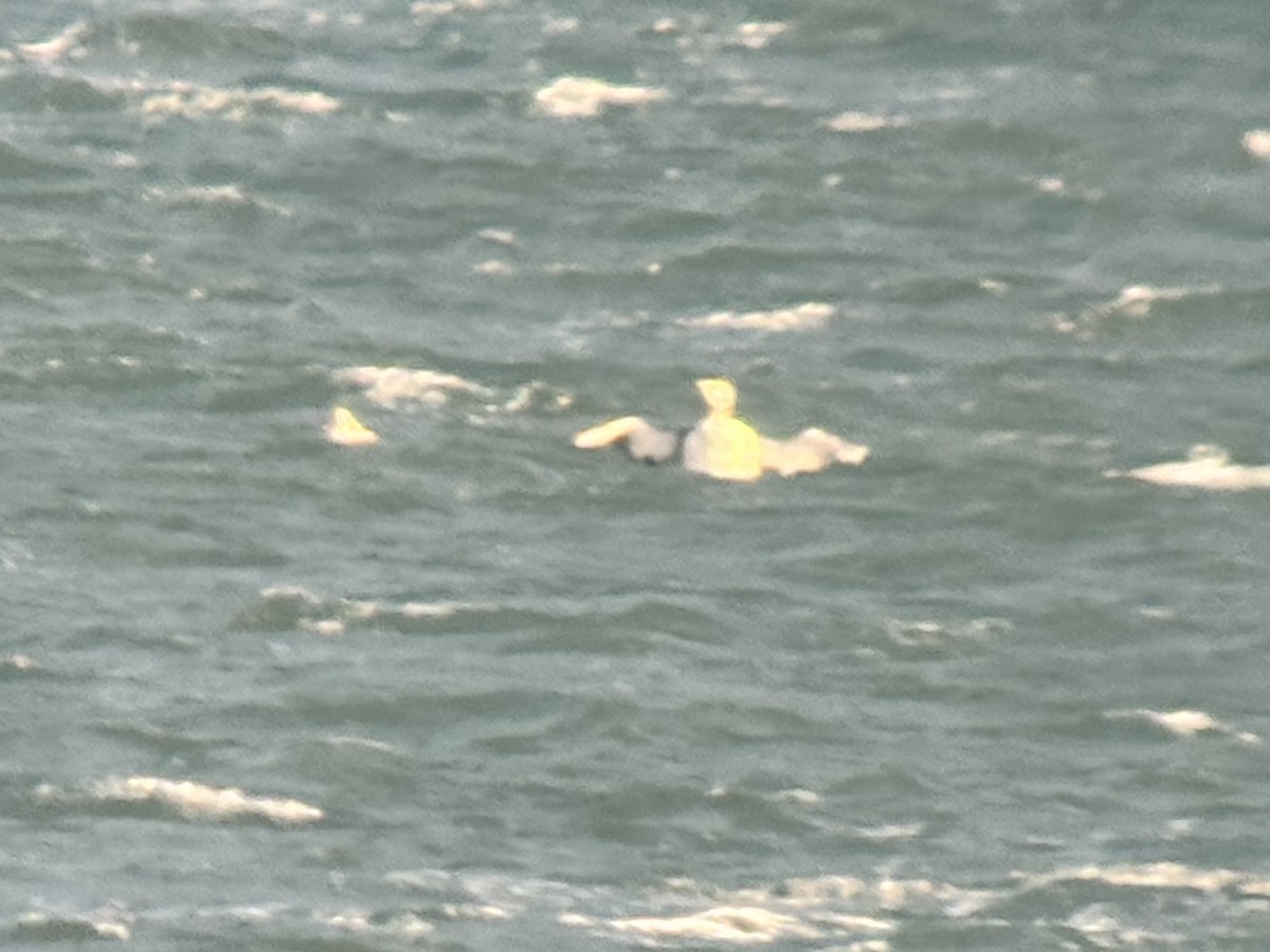 Yellow-billed Loon - ML650995840