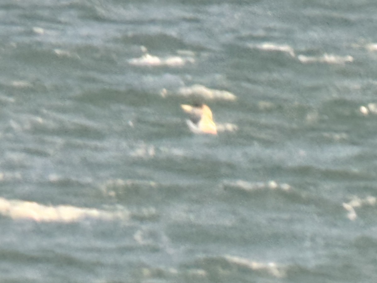 Yellow-billed Loon - ML650995841