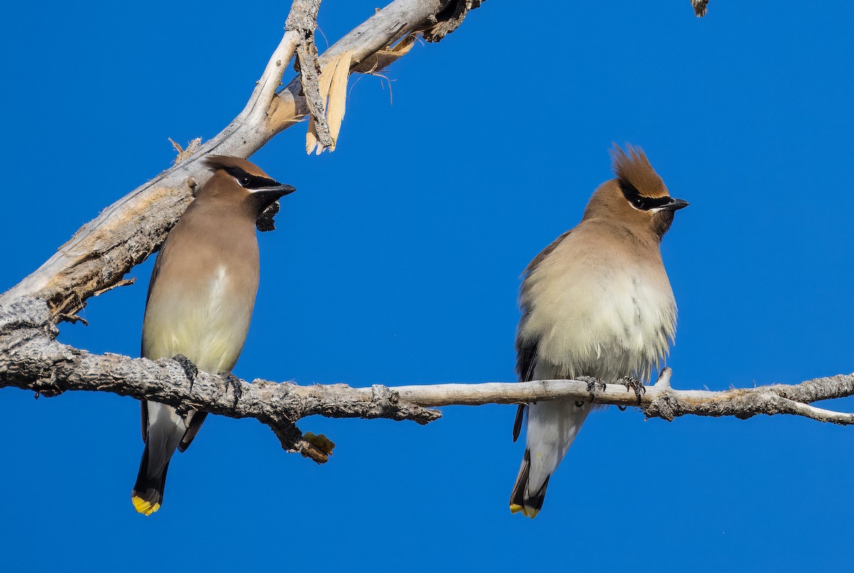 ציצנית אמריקנית - ML650995842