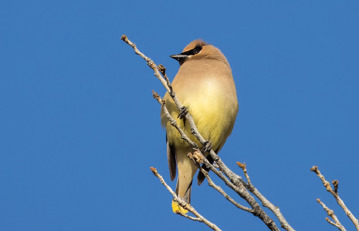 ציצנית אמריקנית - ML650995843