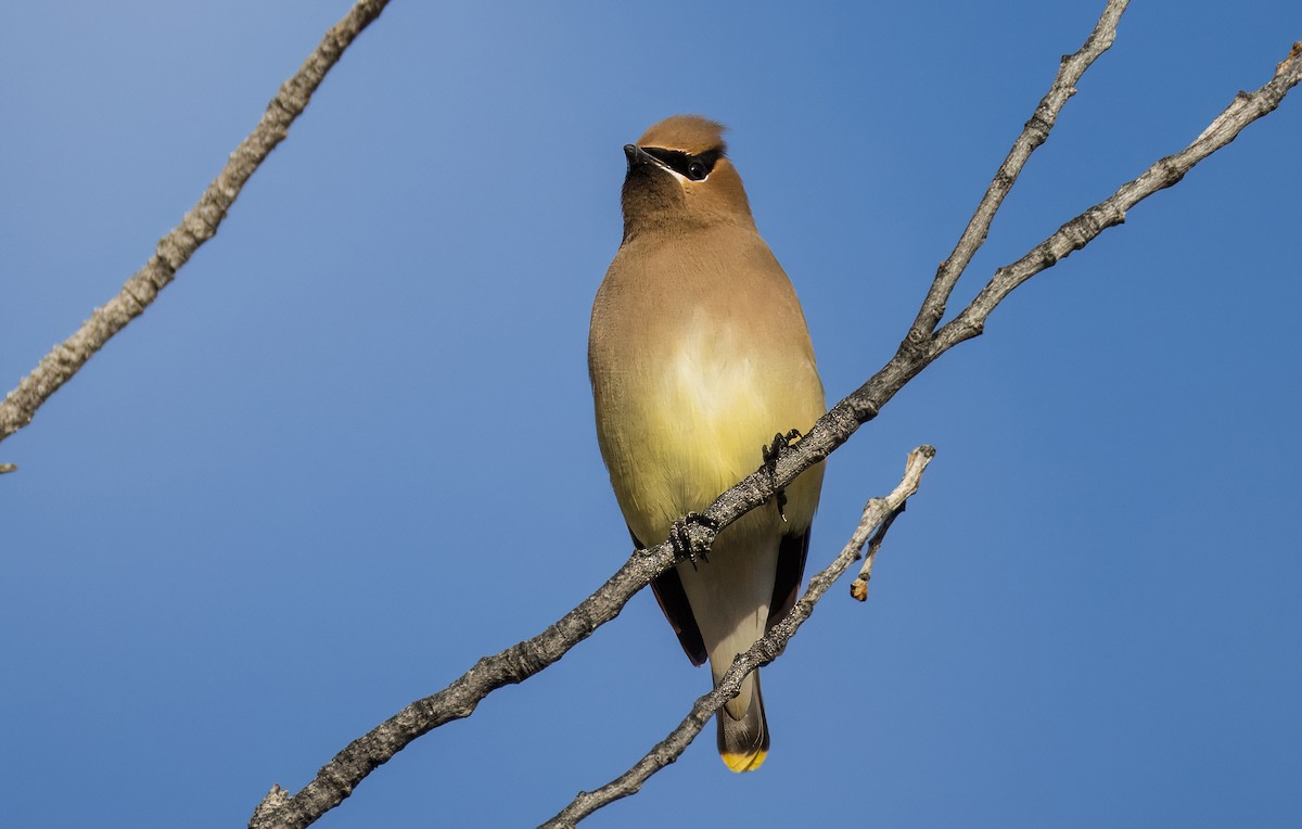 ציצנית אמריקנית - ML650995845