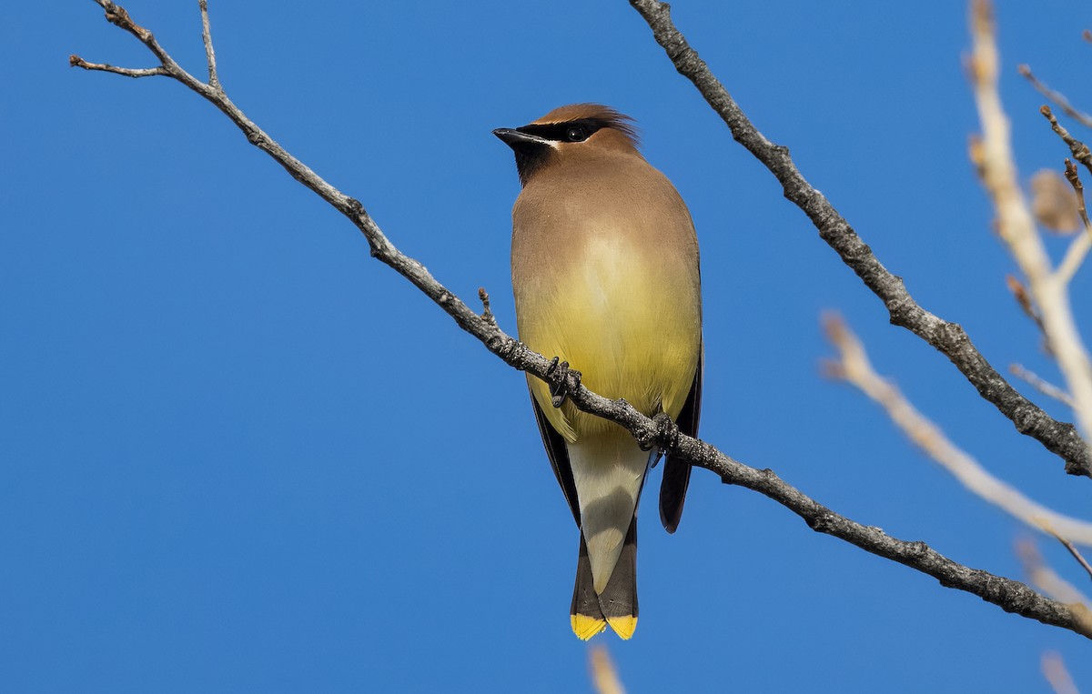 ציצנית אמריקנית - ML650995850
