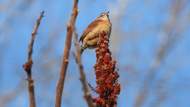 Каролинский крапивник - ML650995989