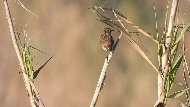 Черноголовый чекан - ML650995997