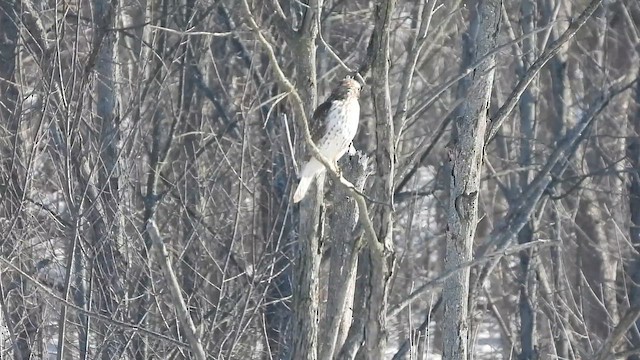 Красноплечий канюк - ML650996035